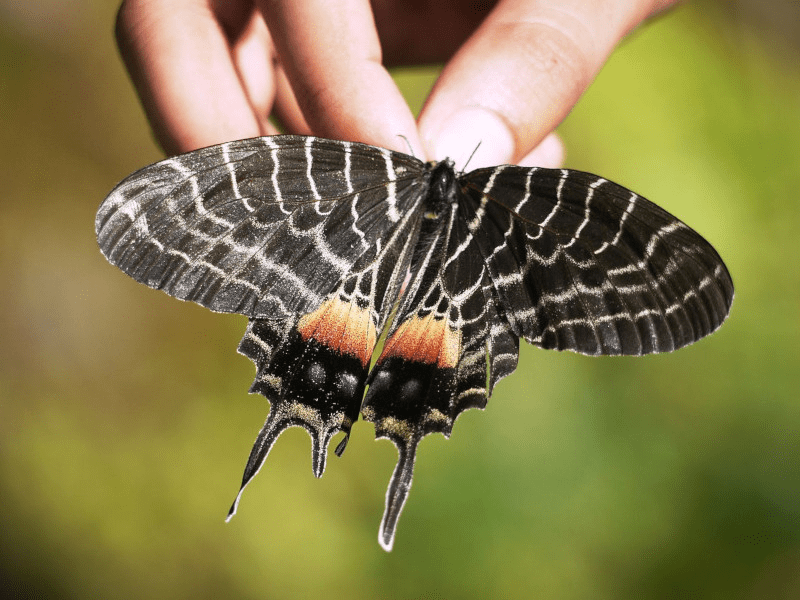 Bhutan Butterfly Tour