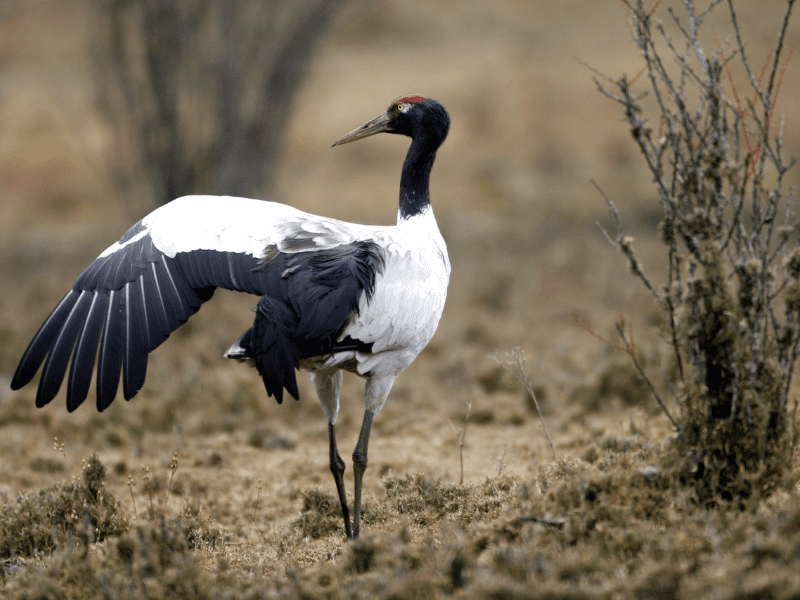 Bhutan Birding Tour