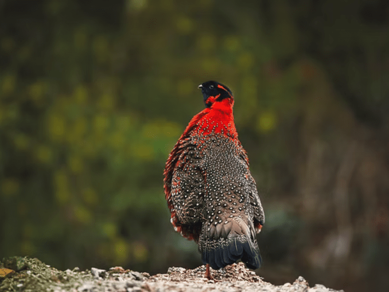 Bhutan Birding Tour