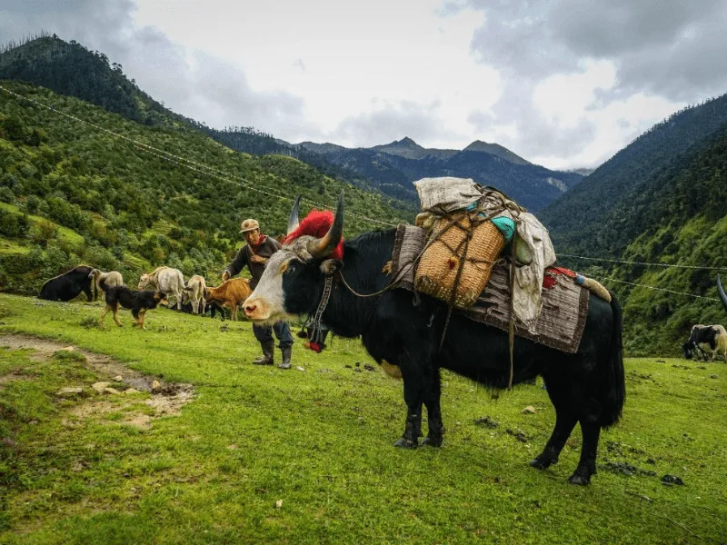 Bhutan merak and Sakteng Trek