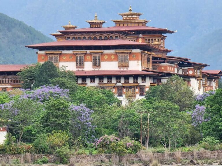 Punakha Dzong with jacaranda trees in bloom