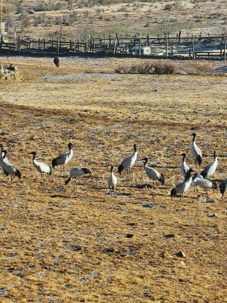 Black-necked cranes feeding in Phobjikha Valley in winter