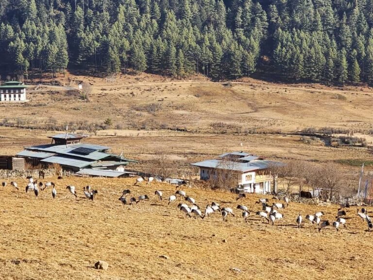 Black-necked cranes in the fields of Phobjikha Valley