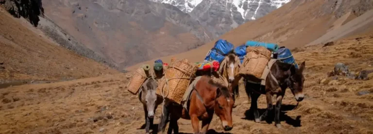 Horses carrying loads large in Bhutan